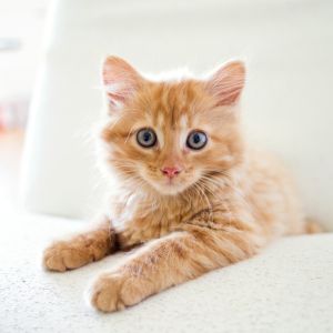 orange cat with blue eyes