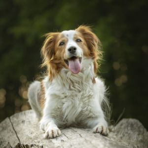 brown and white dog smiling