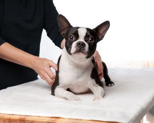 Pet Alternative and Complementary Therapy Image