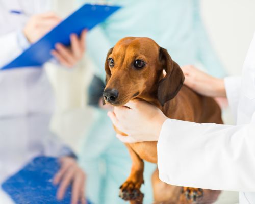 Pet Medical Services Image