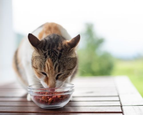 Pet Nutritional Counseling Image